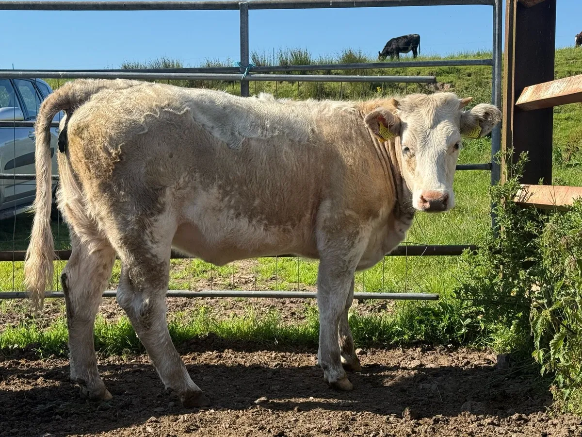 3 Heifers nice cow makers - Image 3