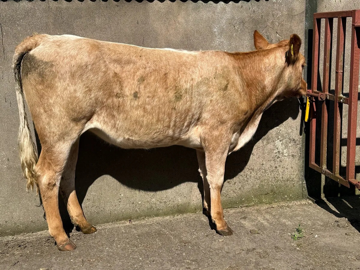 3 Heifers nice cow makers - Image 4