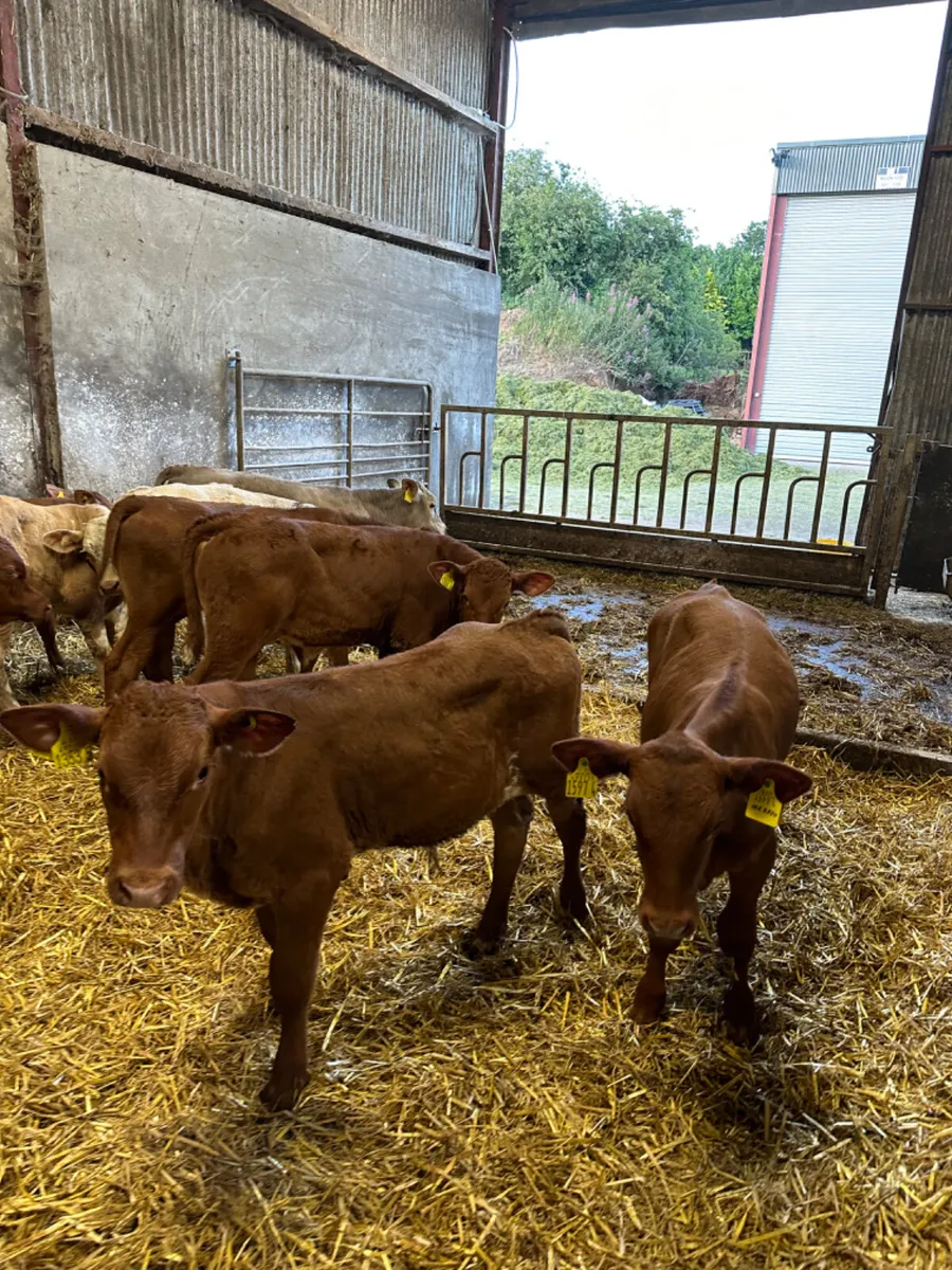 Lim and Charolais bulls - Image 3