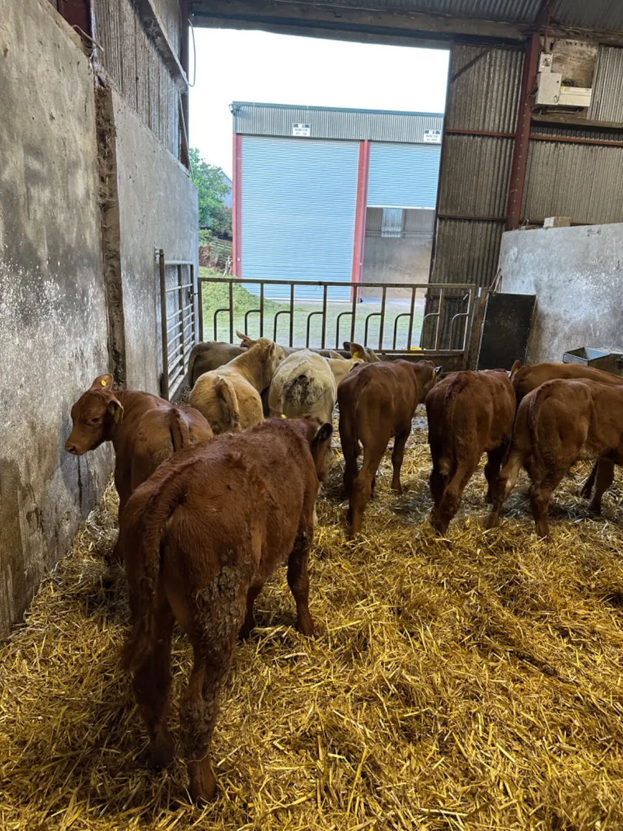 Lim and Charolais bulls - Image 1