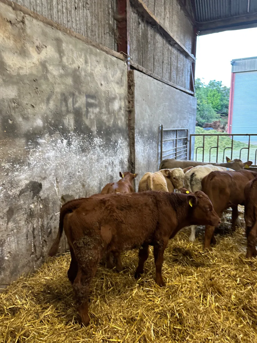 Lim and Charolais bulls - Image 2