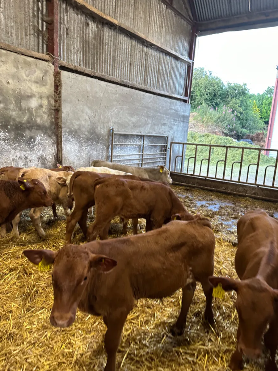 Lim and Charolais bulls - Image 4