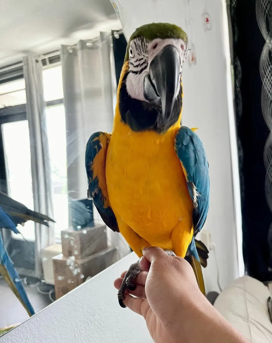 Vibrant Hand Tamed Macaw/Grey Parrots for Sale - Image 2