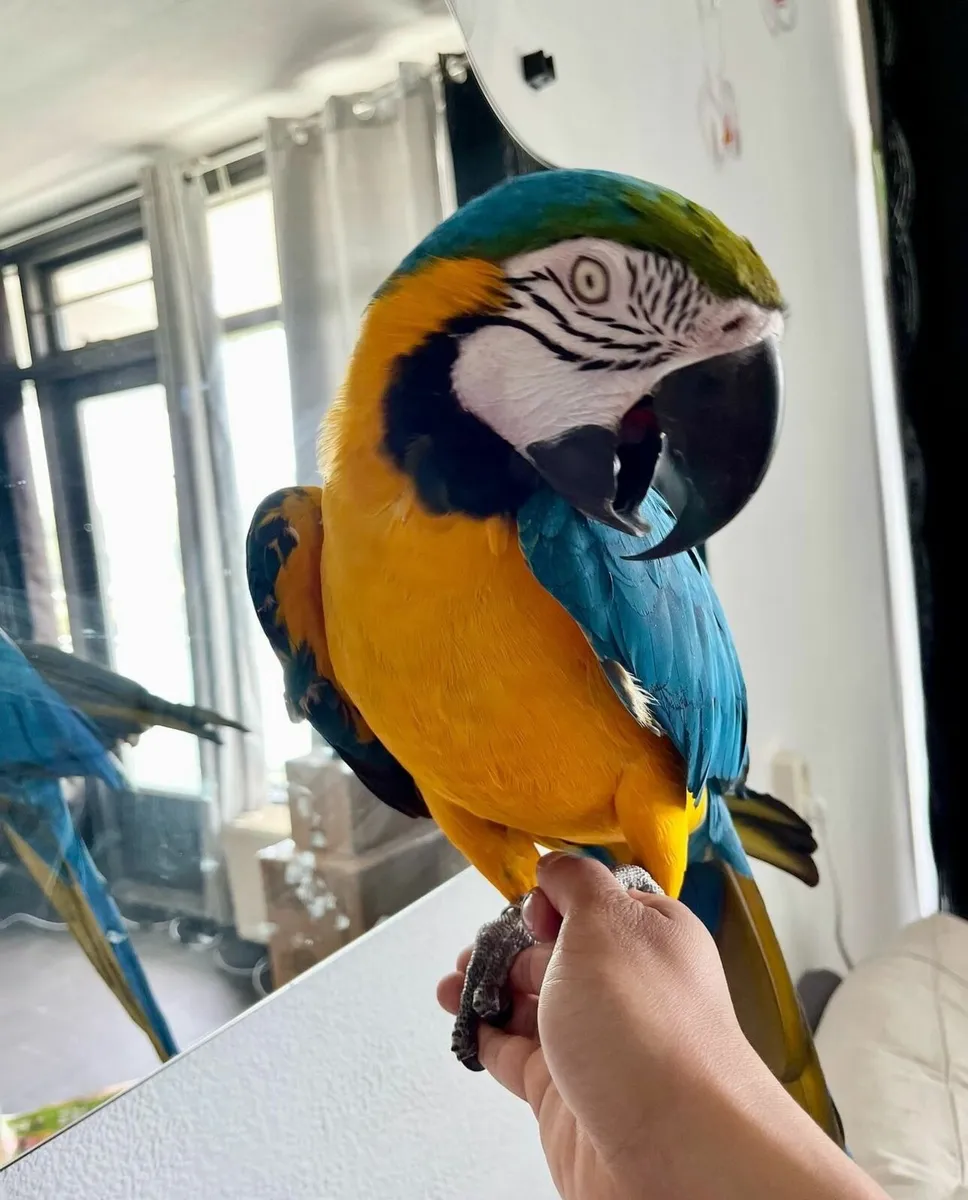 Vibrant Hand Tamed Macaw/Grey Parrots for Sale - Image 3