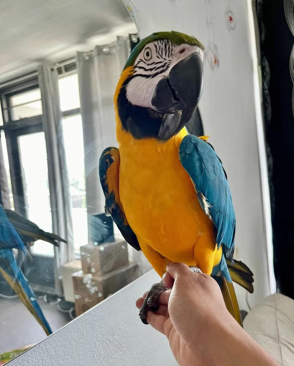 Vibrant Hand Tamed Macaw/Grey Parrots for Sale - Image 4