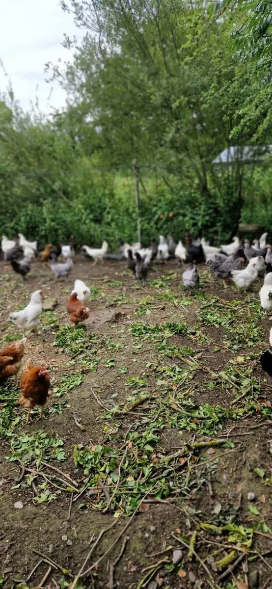 Hens/pullets/hatching eggs in kildare - Image 2
