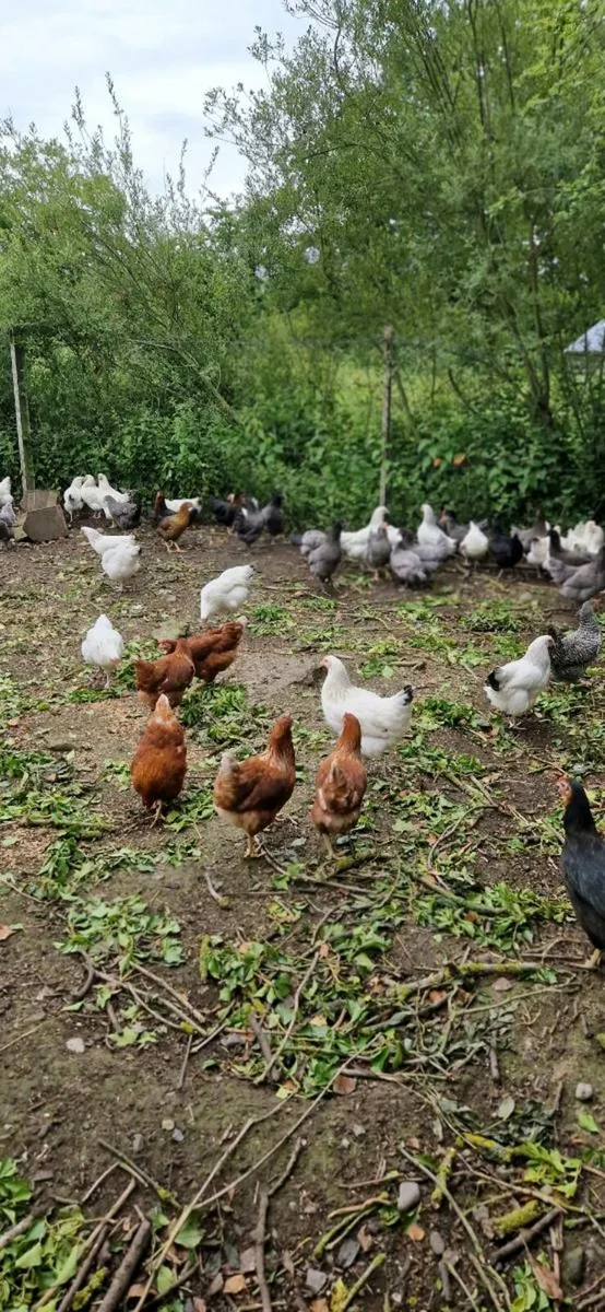 Hens/pullets/hatching eggs in kildare - Image 1