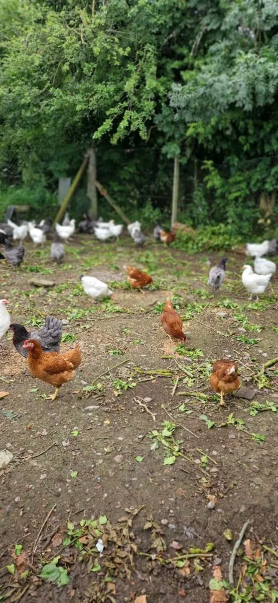 Hens/pullets/hatching eggs in kildare - Image 4