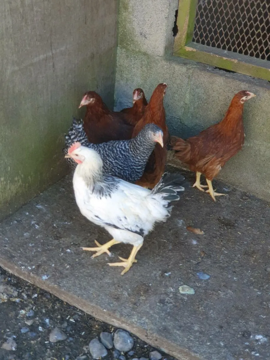 Hens/pullets/hatching eggs in kildare - Image 1