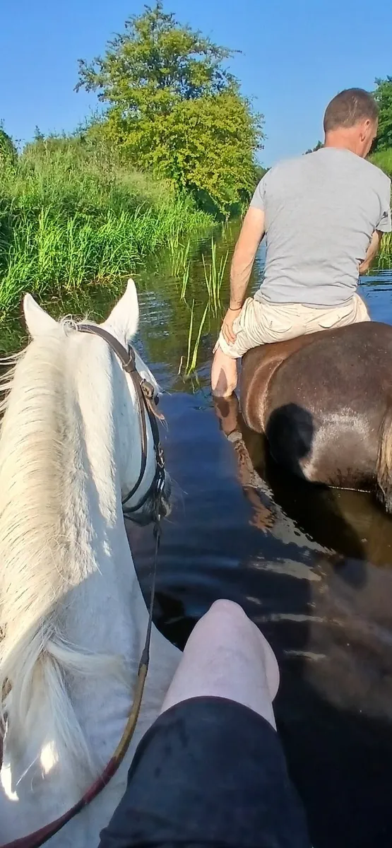 Pony - Image 4