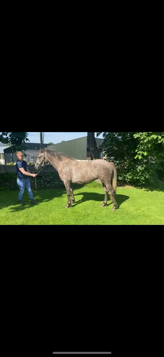 Connie X Draught 2yr old Filly - Image 1