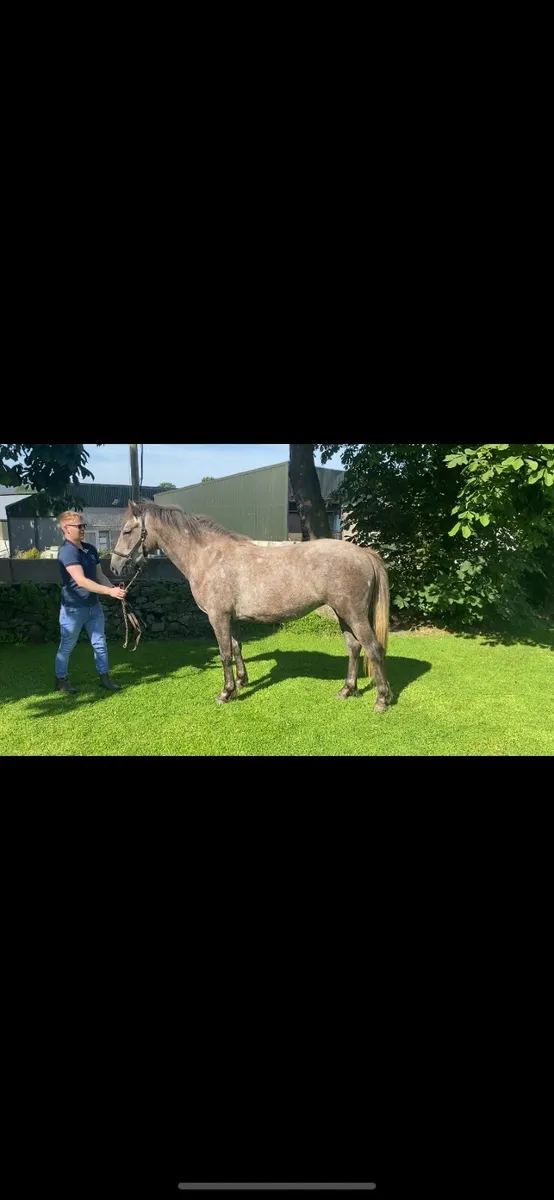 Connie X Draught 2yr old Filly - Image 2
