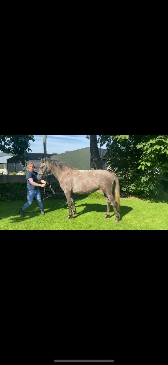 Connie X Draught 2yr old Filly - Image 3