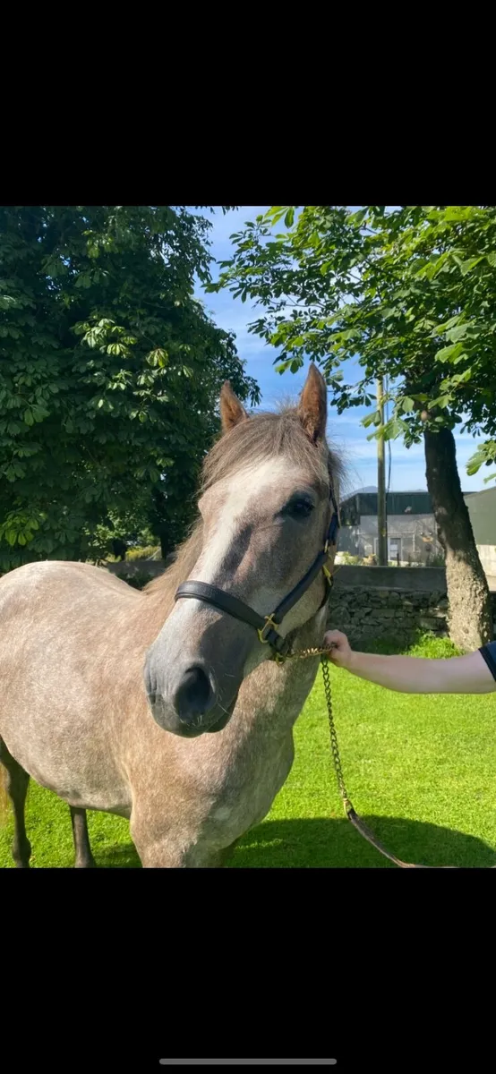 Connie X Draught 2yr old Filly - Image 4