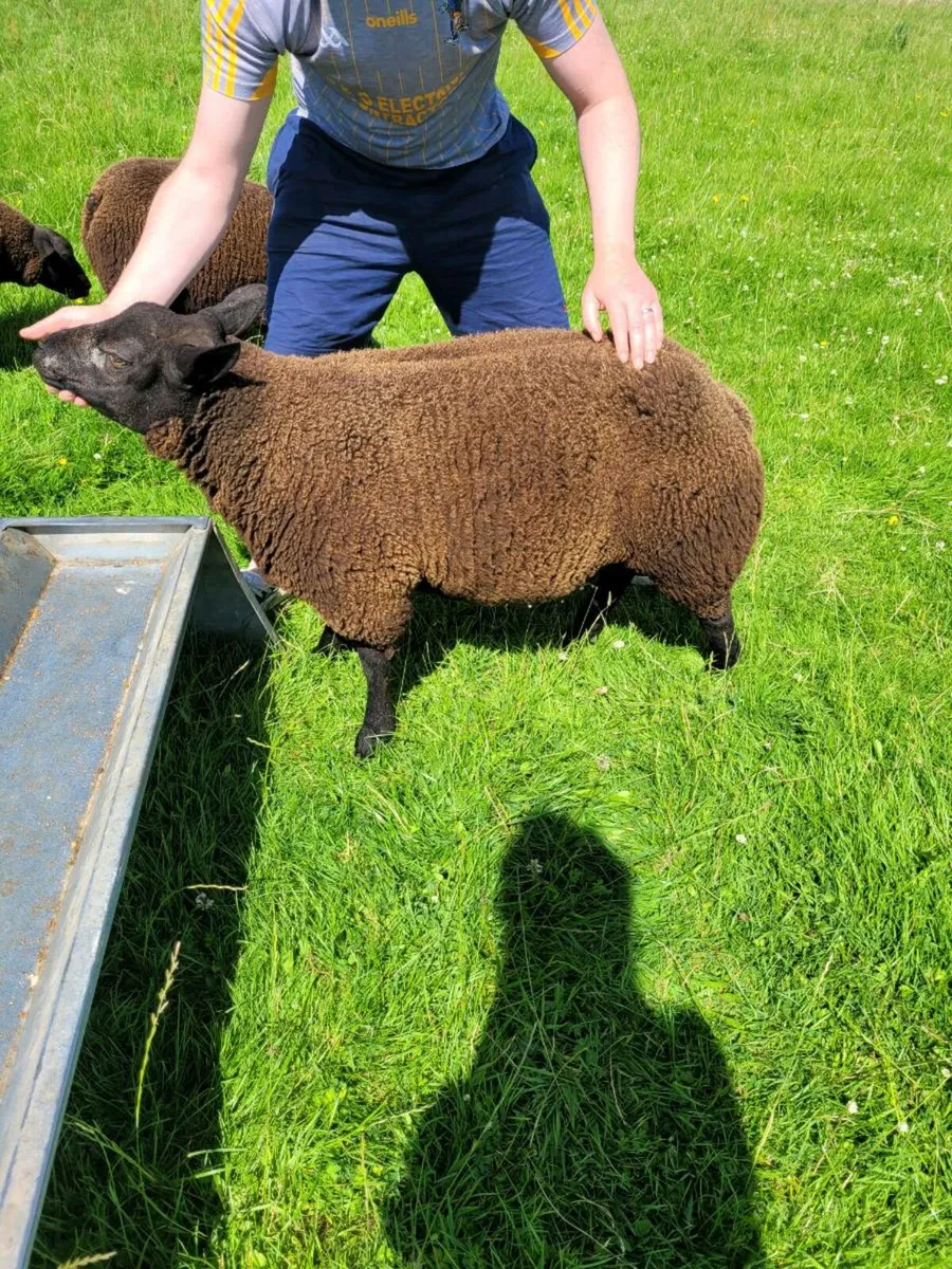 Purebred Dassenkop lambs - Image 1