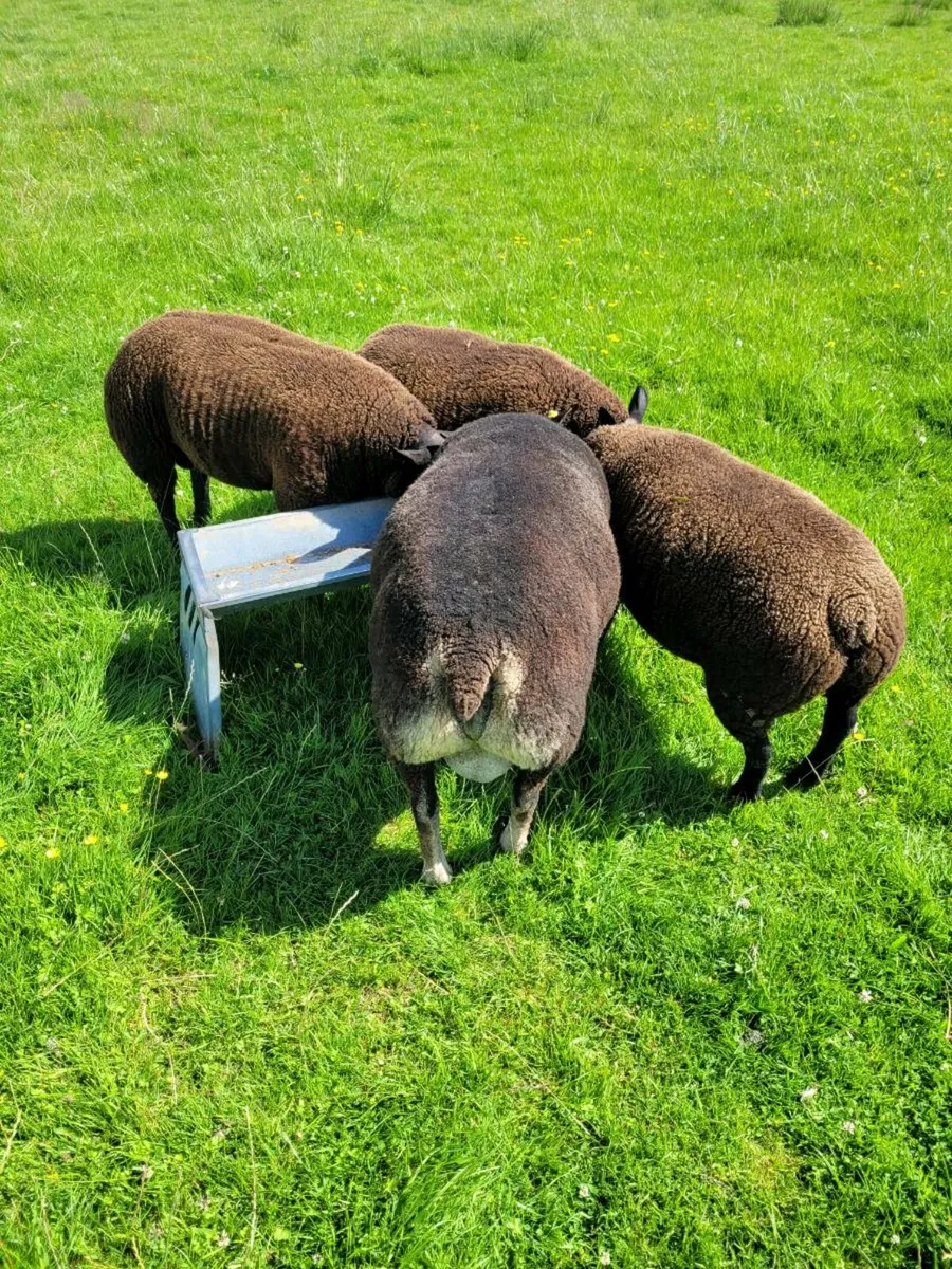 Purebred Dassenkop lambs - Image 2