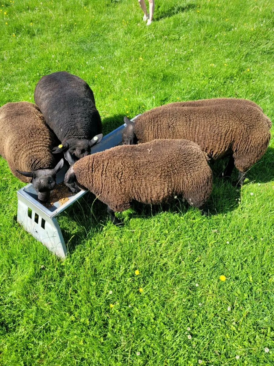 Purebred Dassenkop lambs - Image 3