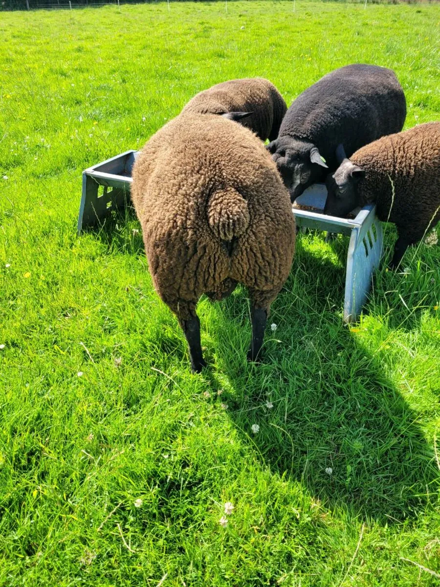 Purebred Dassenkop lambs - Image 4