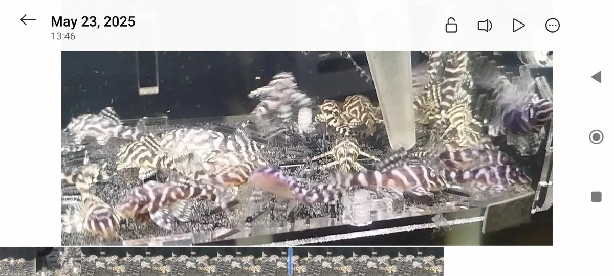 L333 hypan pleco - Image 2