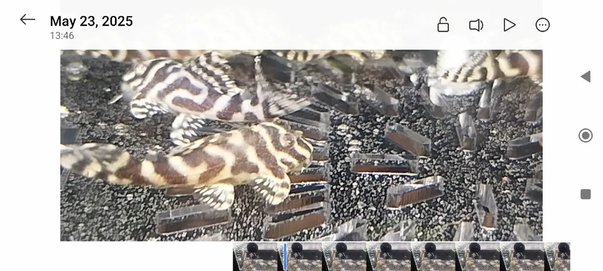 L333 hypan pleco - Image 3
