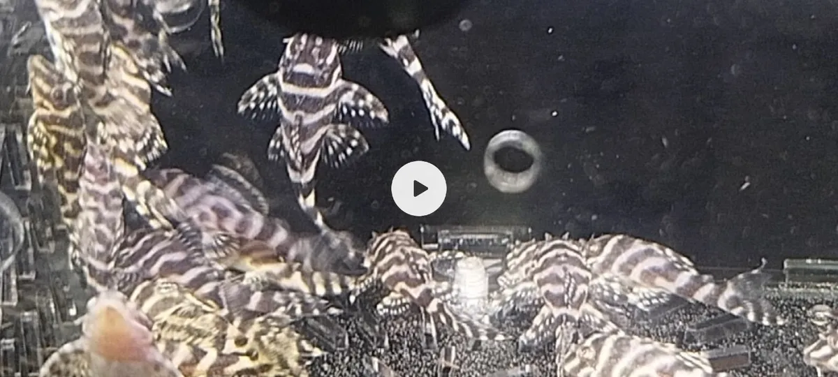 L333 hypan pleco - Image 4