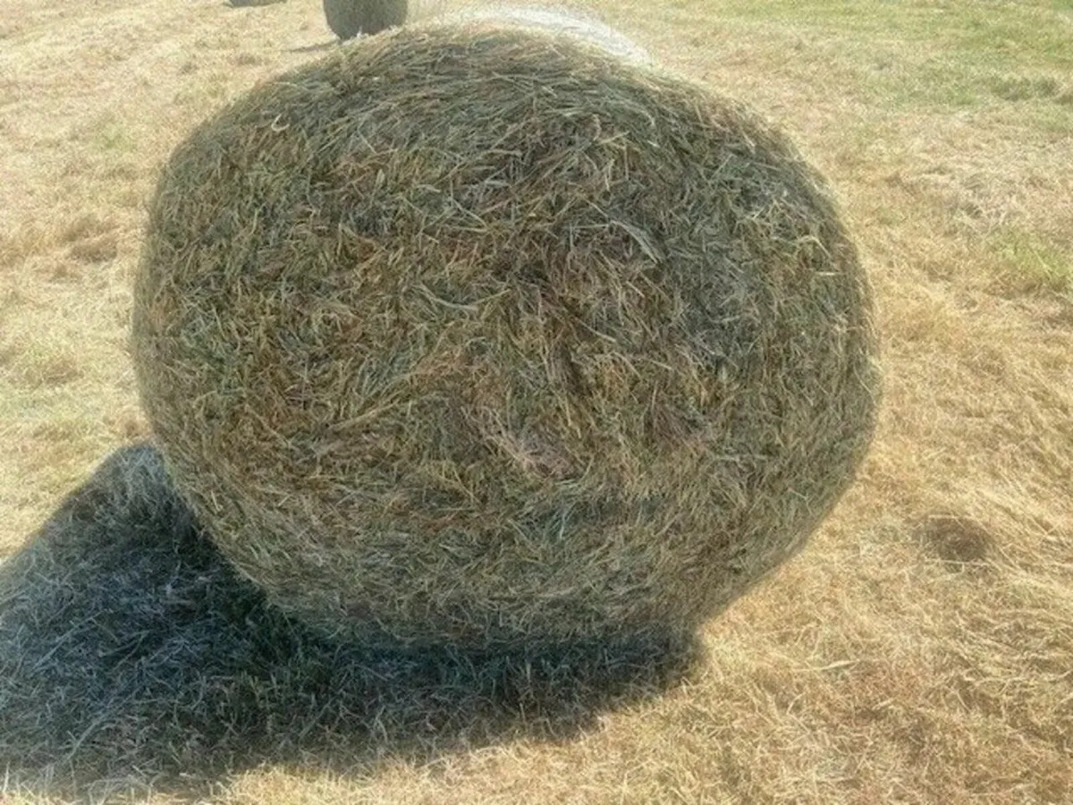 60 x BALES TOP QUALITY HAY