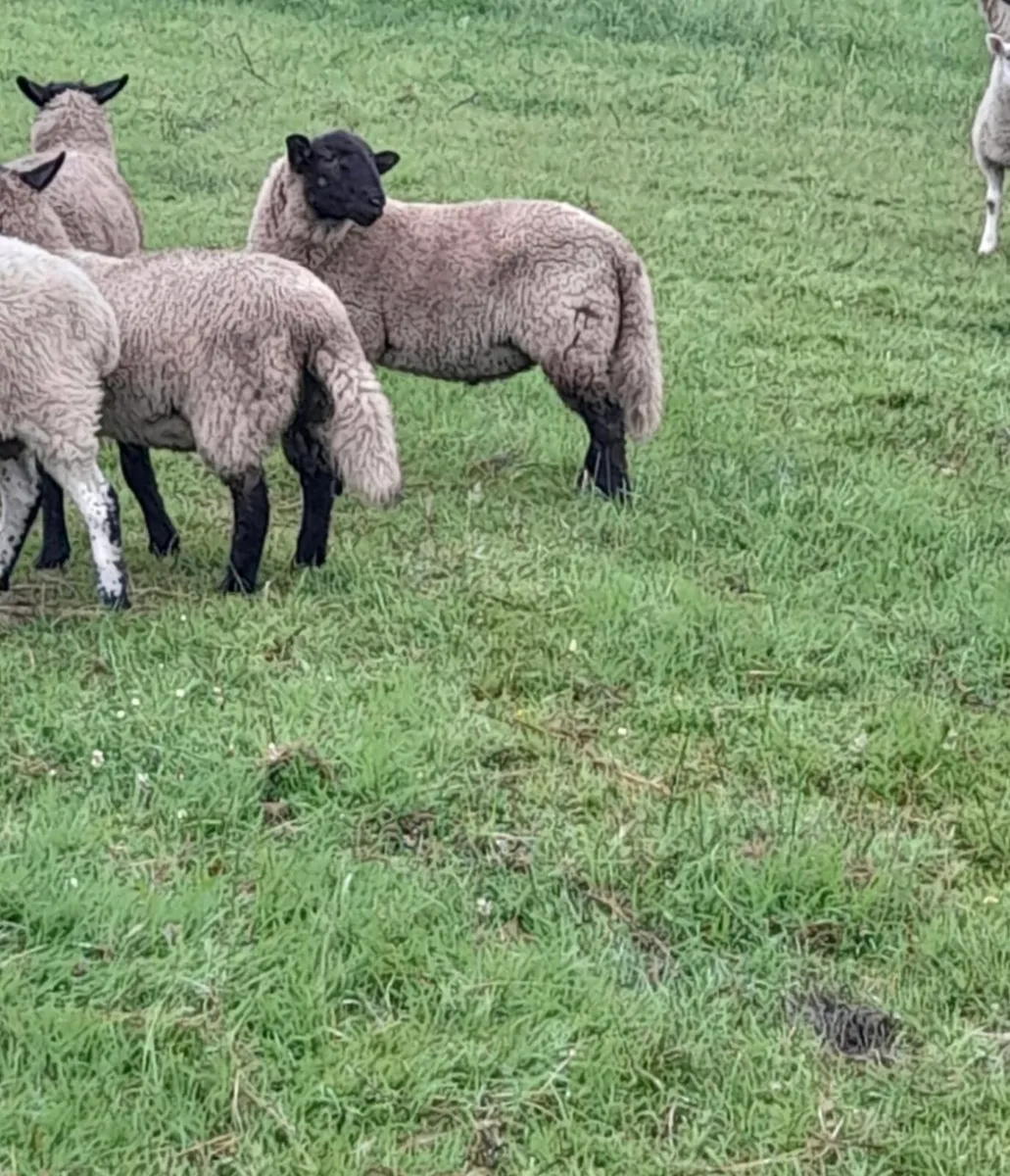 Organic lambs - Image 1