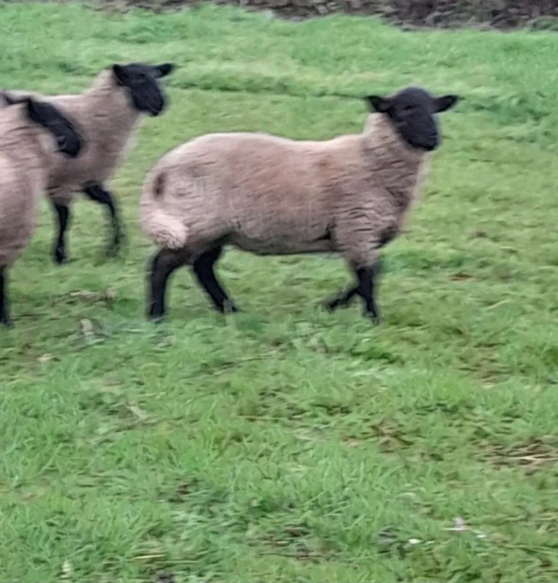 Organic lambs - Image 2