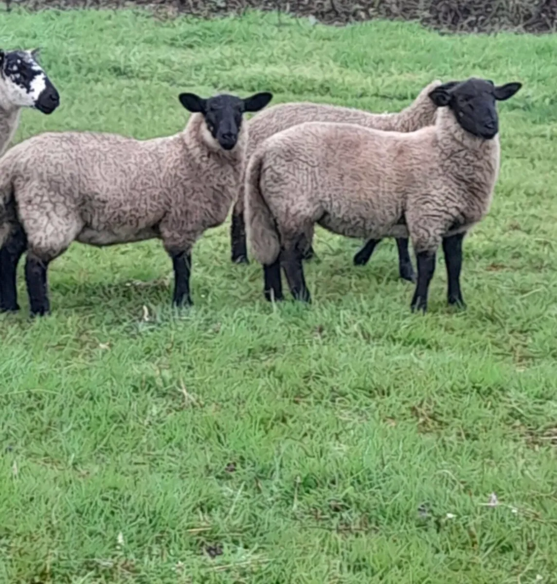 Organic lambs - Image 3