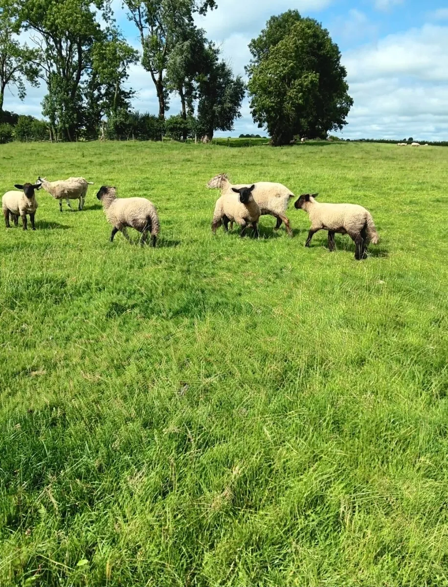 Organic lambs - Image 4