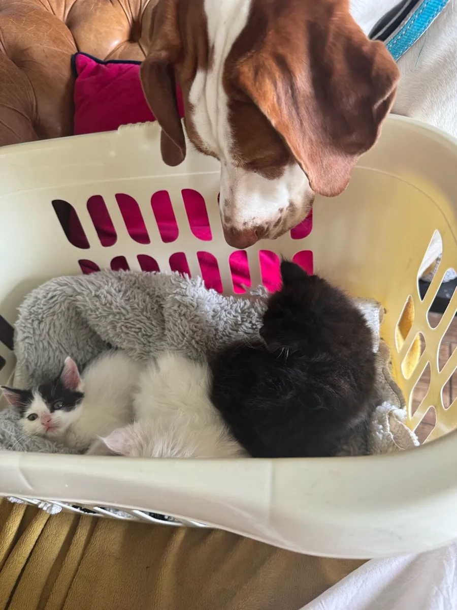 Kittens - Image 3