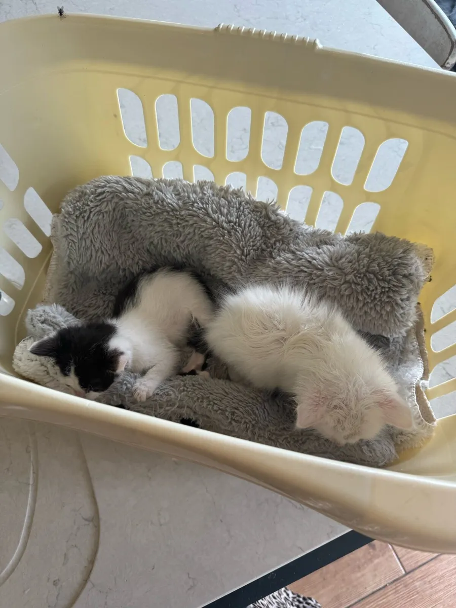 Kittens - Image 4