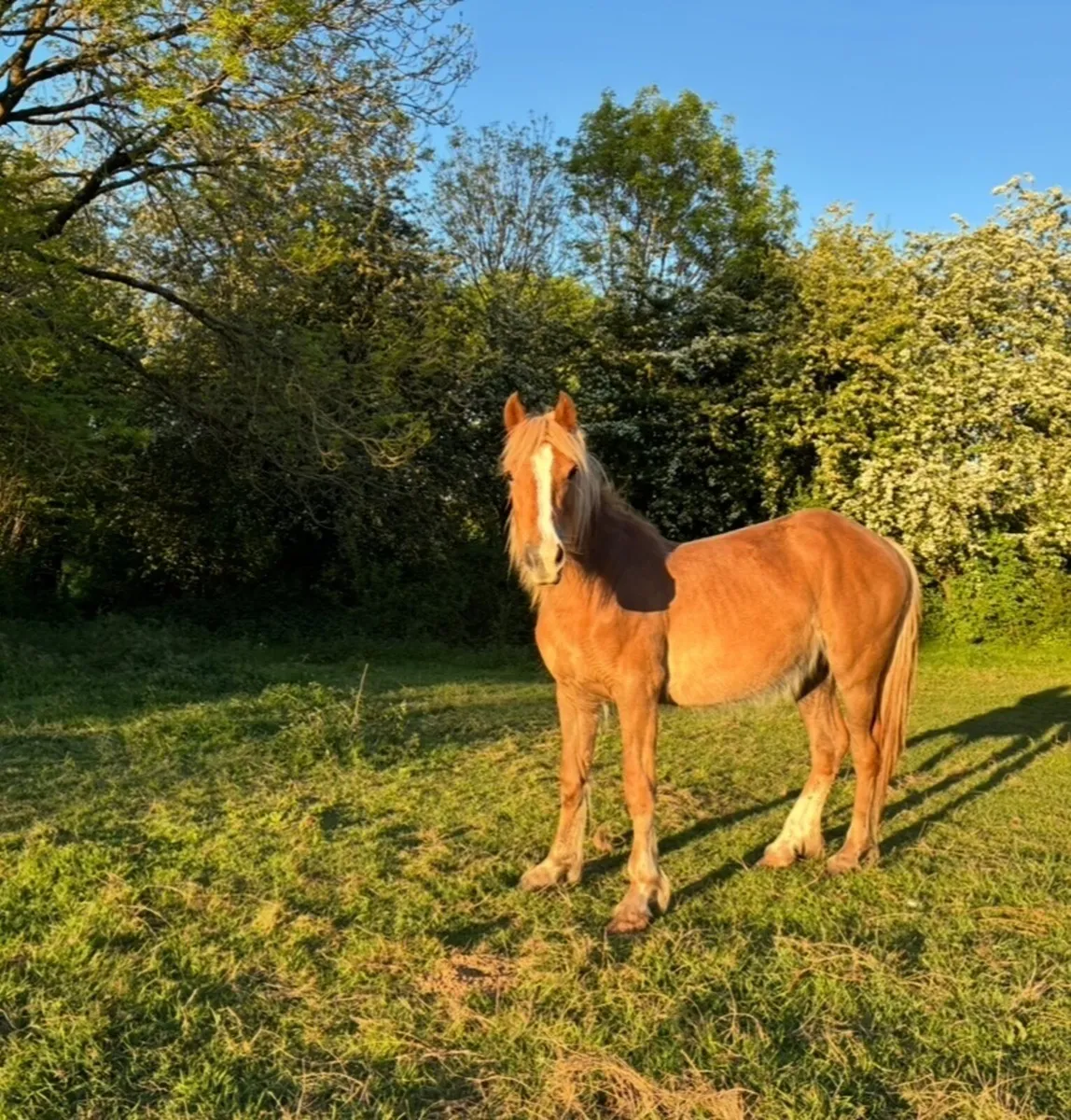 Pony - Image 1