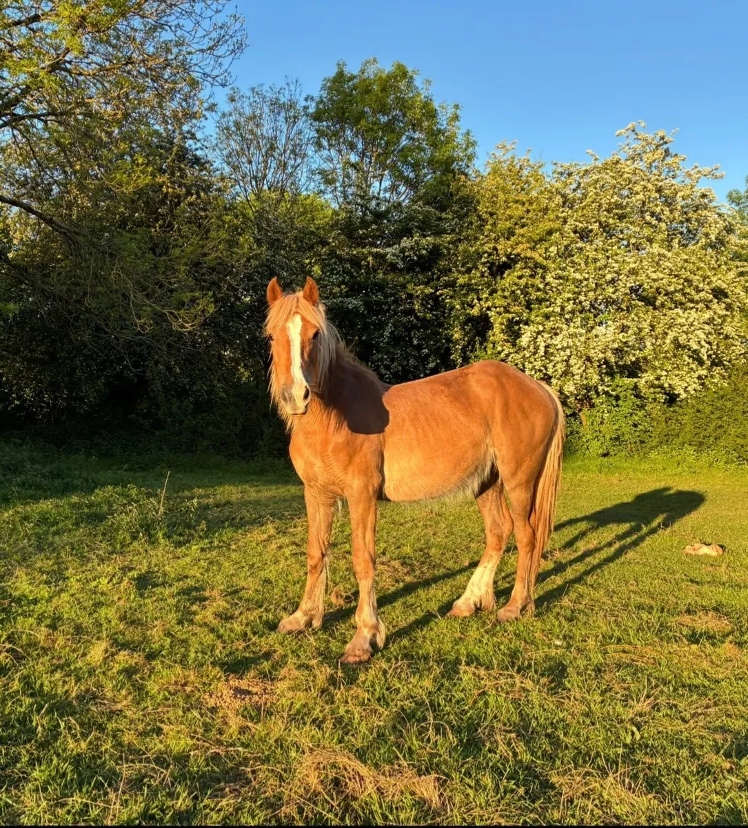 Pony - Image 2
