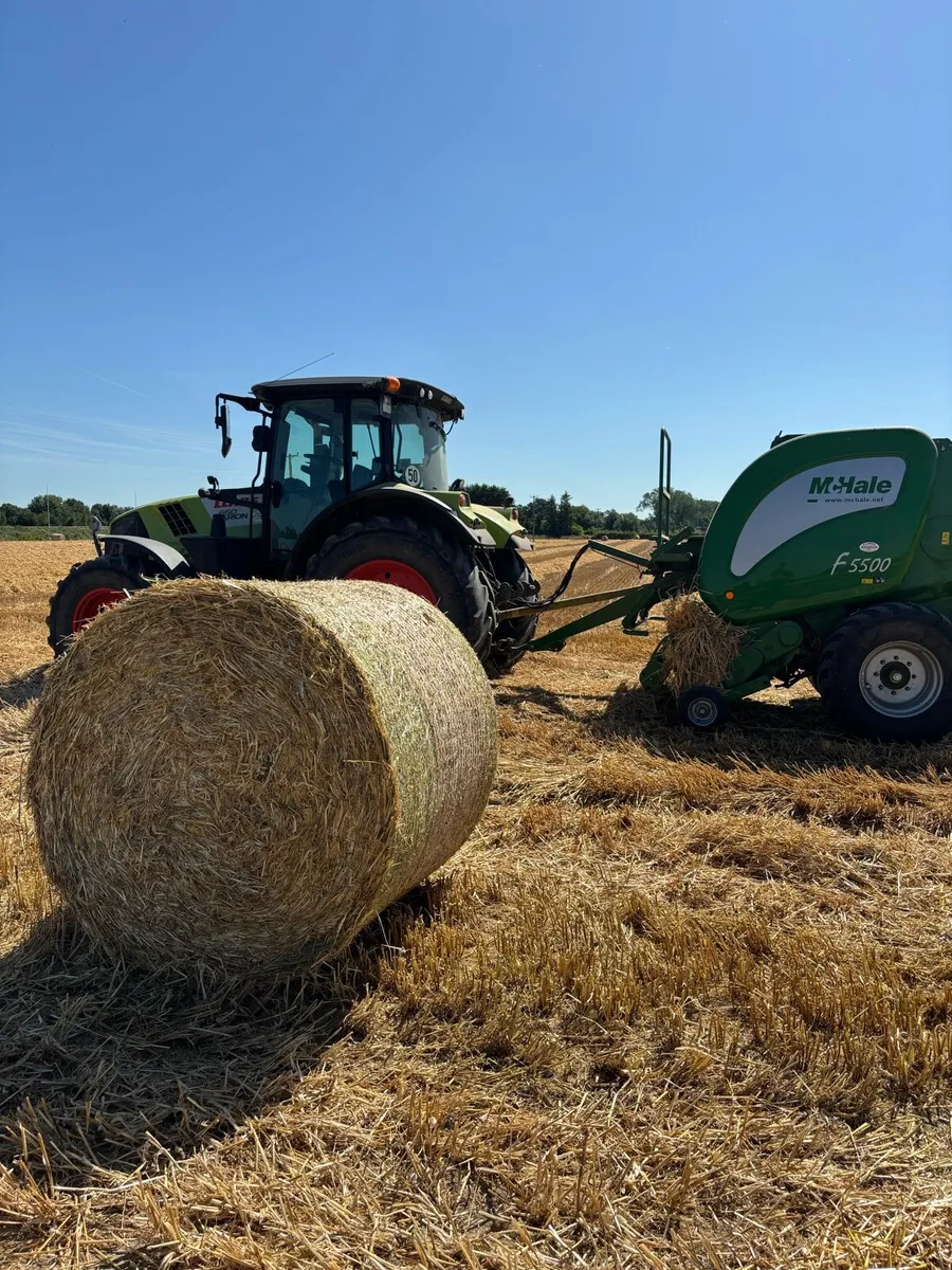 BARLEY STRAW - Image 1