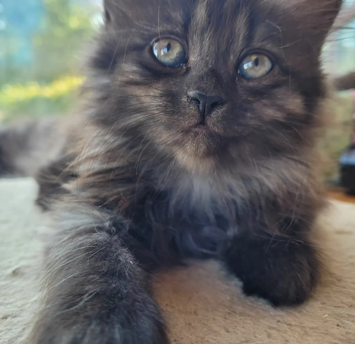 Long haired kittens - Image 1