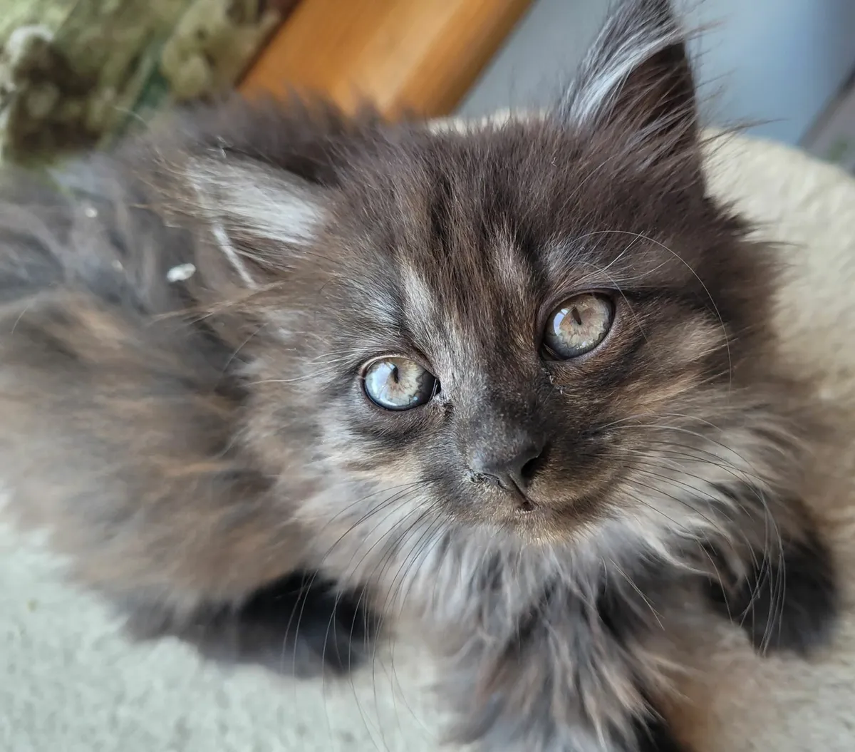 Long haired kittens - Image 2