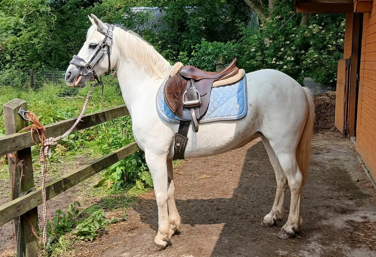 Pony - Image 1