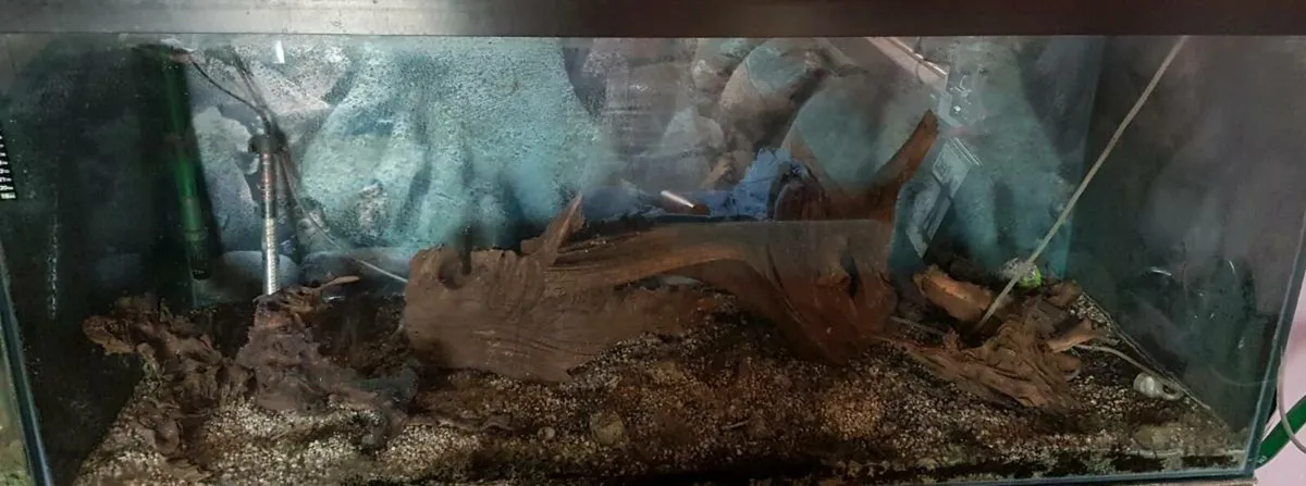 Fish tanks - Image 3