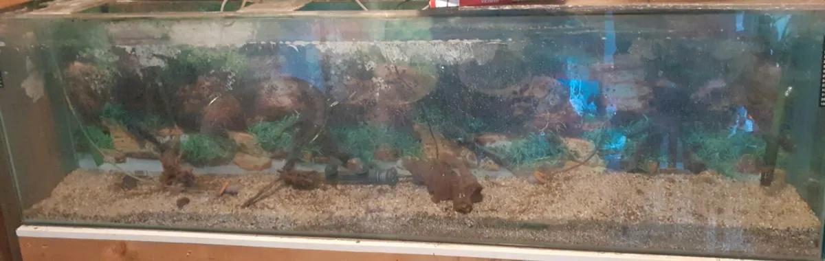 Fish tanks - Image 4