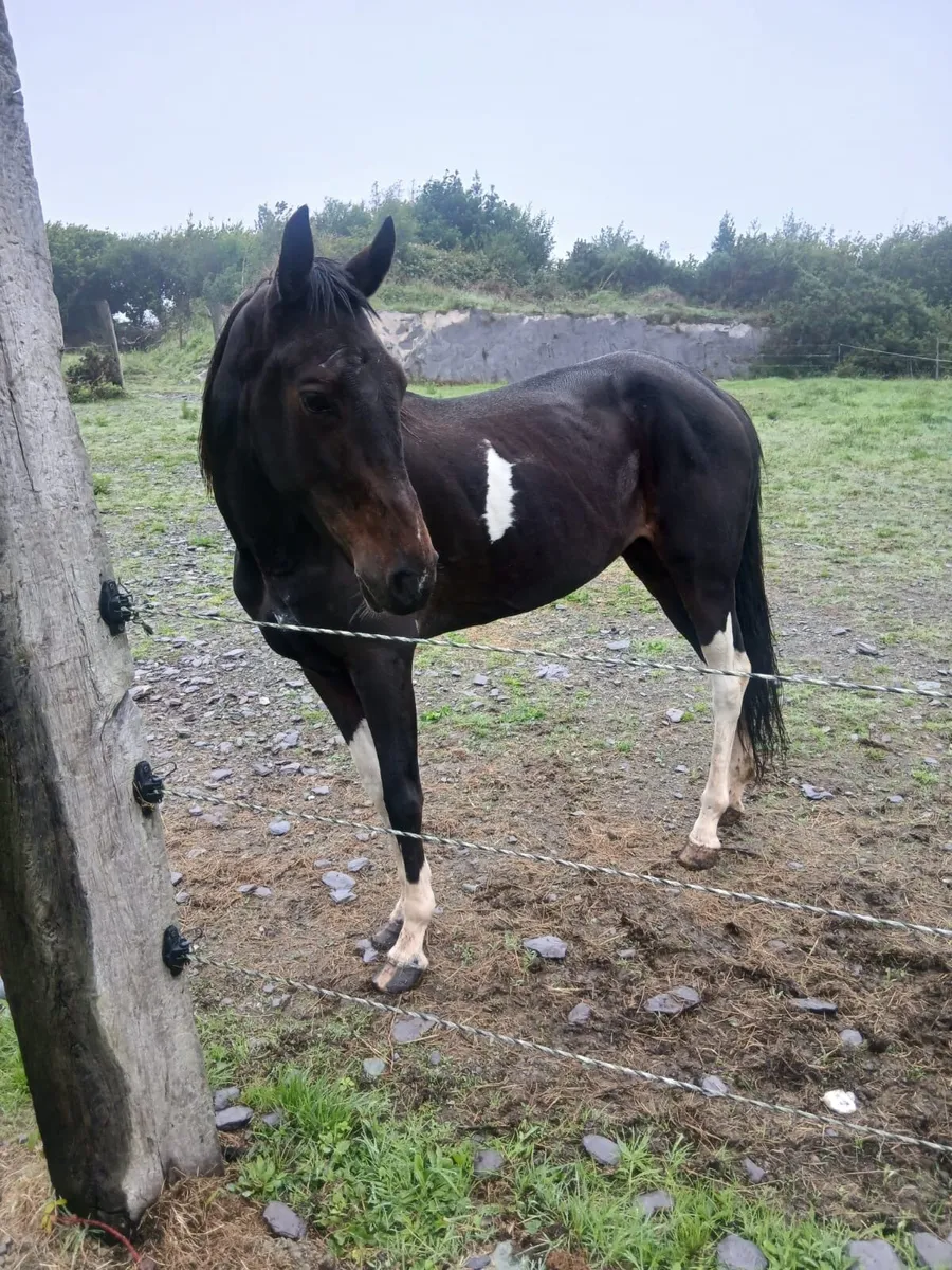 Good pacing filly