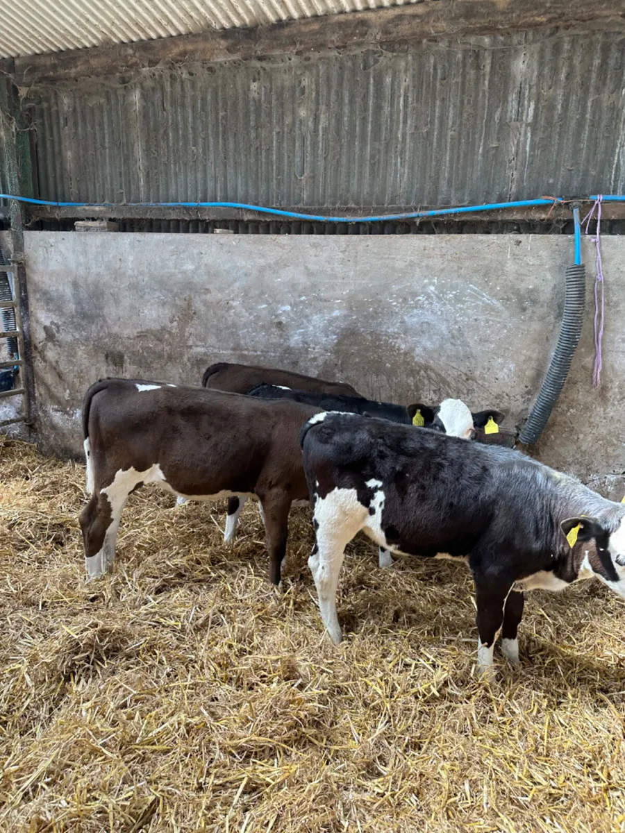 Simmental heifers - Image 2