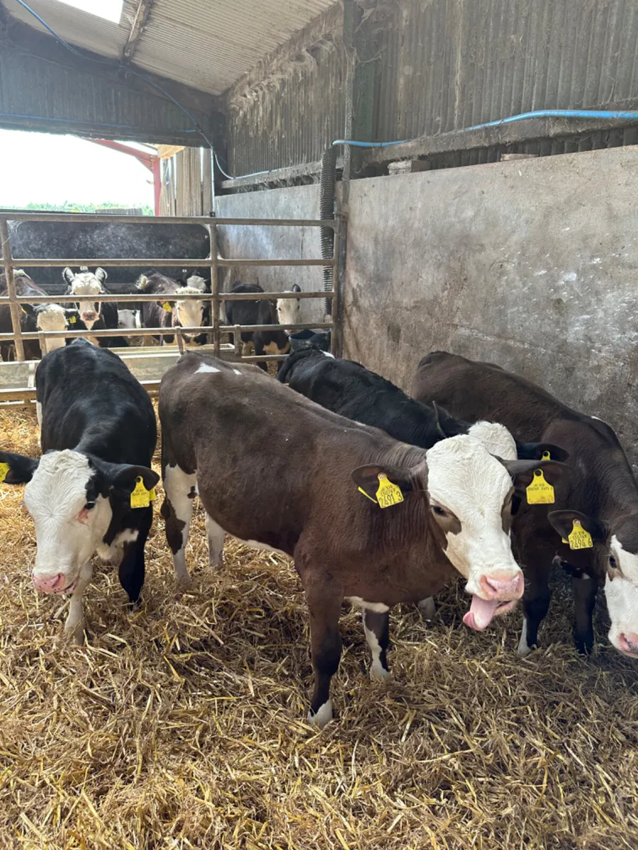 Simmental heifers - Image 4