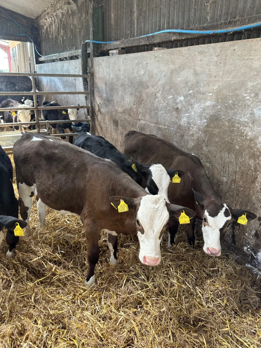 Simmental heifers - Image 1