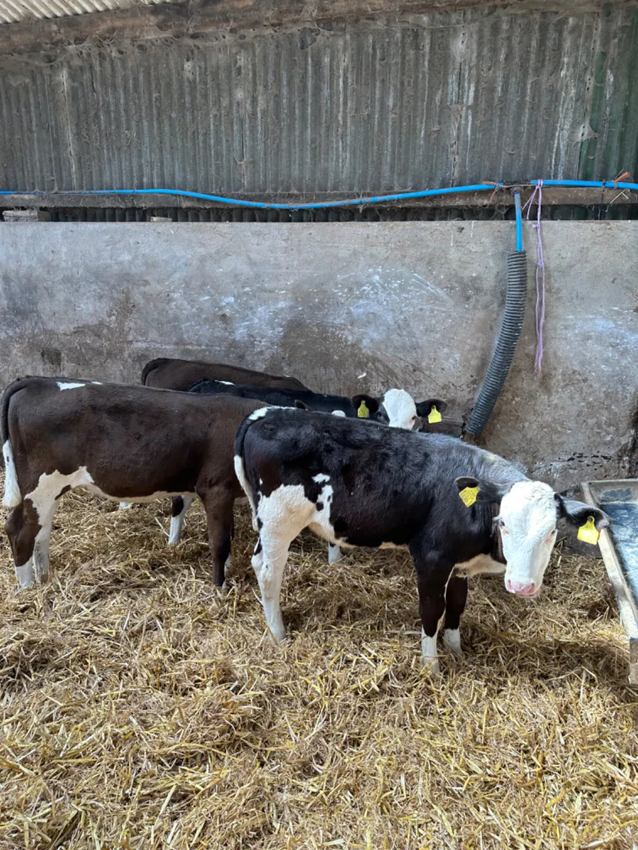 Simmental heifers - Image 3