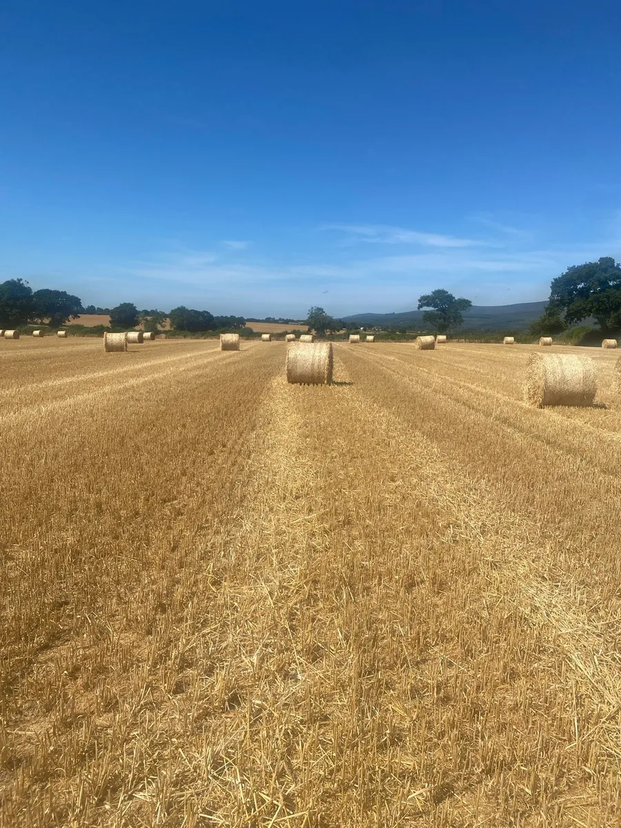 Straw - Image 4