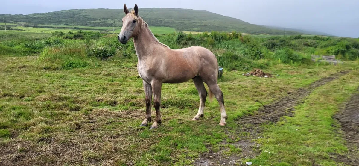 Irish Draught Yearling Colt - Image 1
