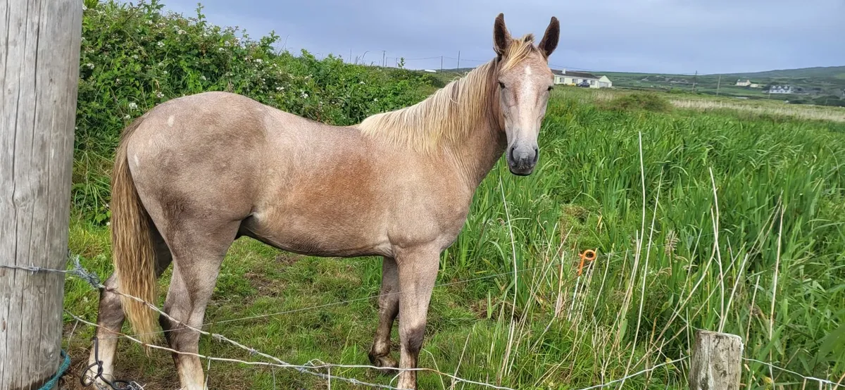 Irish Draught Yearling Colt - Image 2