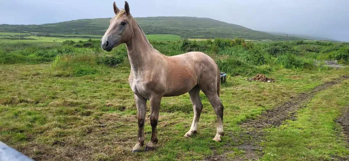 Irish Draught Yearling Colt - Image 3