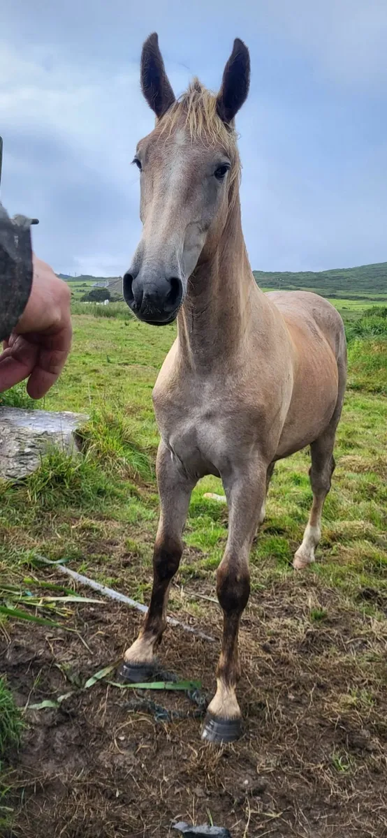 Irish Draught Yearling Colt - Image 4
